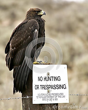 No Hunting â€“ Golden Eagle Stock Photo